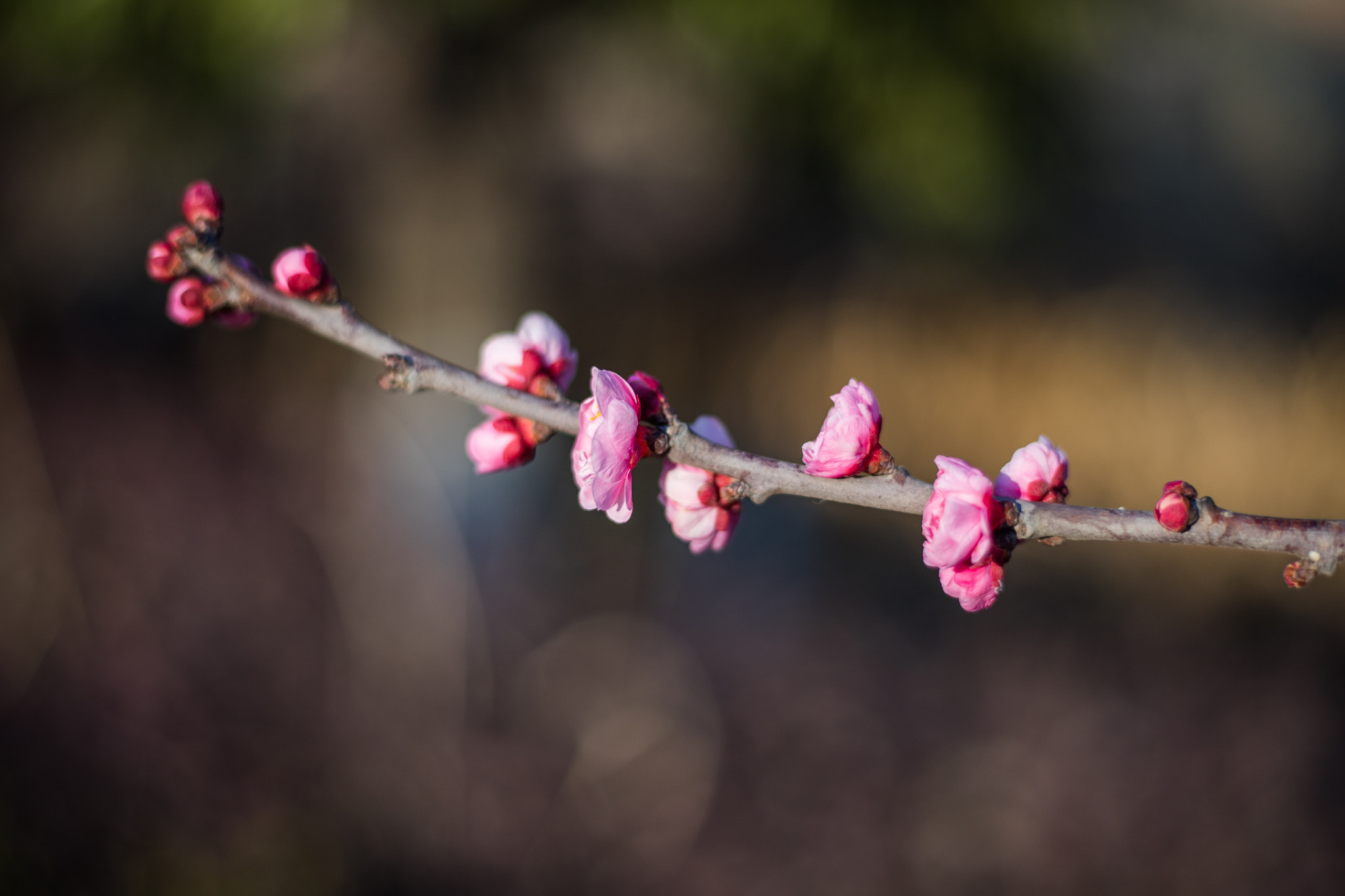 Canon EOS 5DS R + Canon EF 50mm F1.8 STM sample photo. 9l0a7405-1.jpg photography