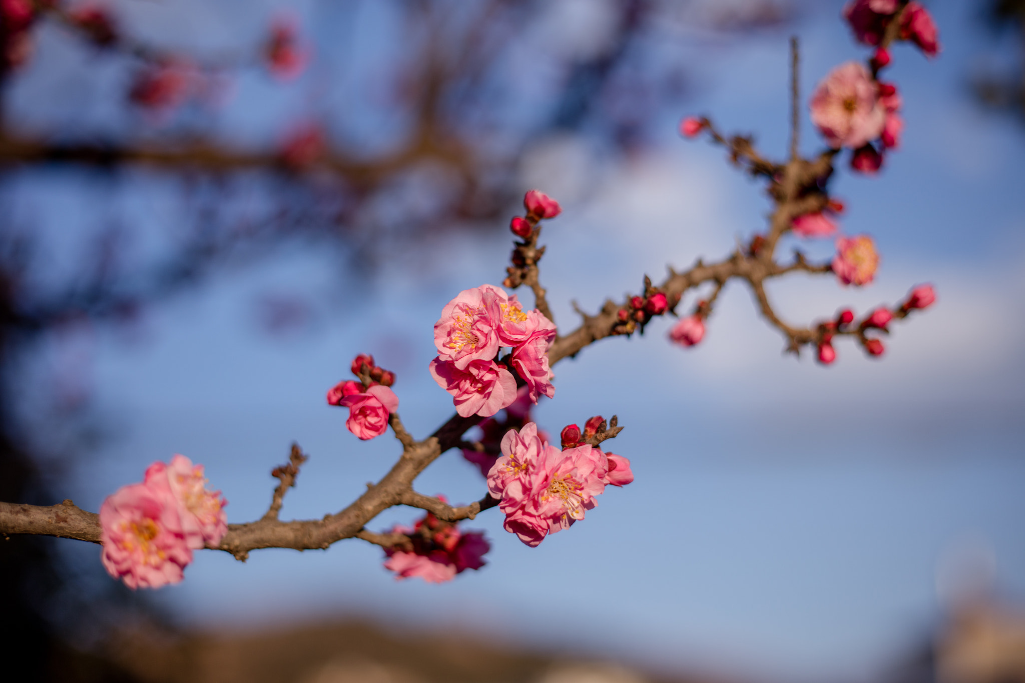 Canon EOS 5DS R sample photo. 9l0a7408-1.jpg photography