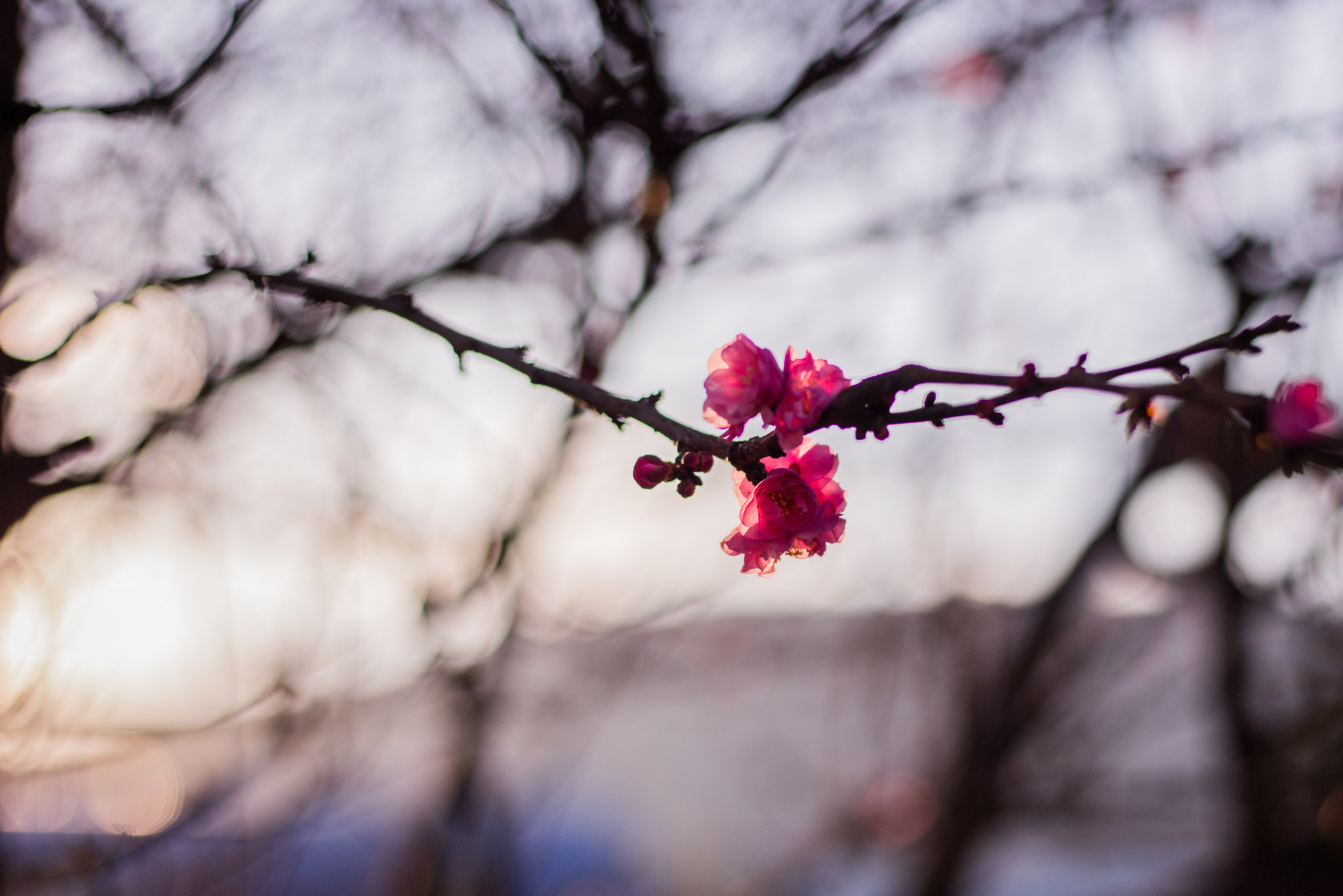 Canon EOS 5DS R sample photo. 9l0a7412-1.jpg photography