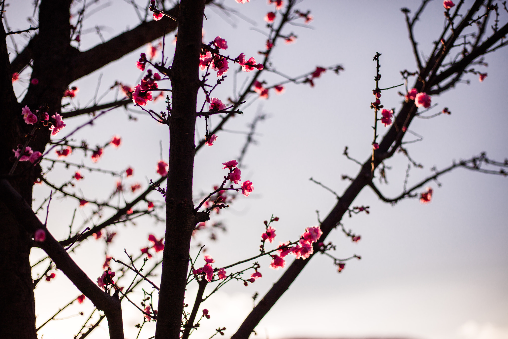Canon EOS 5DS R sample photo. 9l0a7414-1.jpg photography