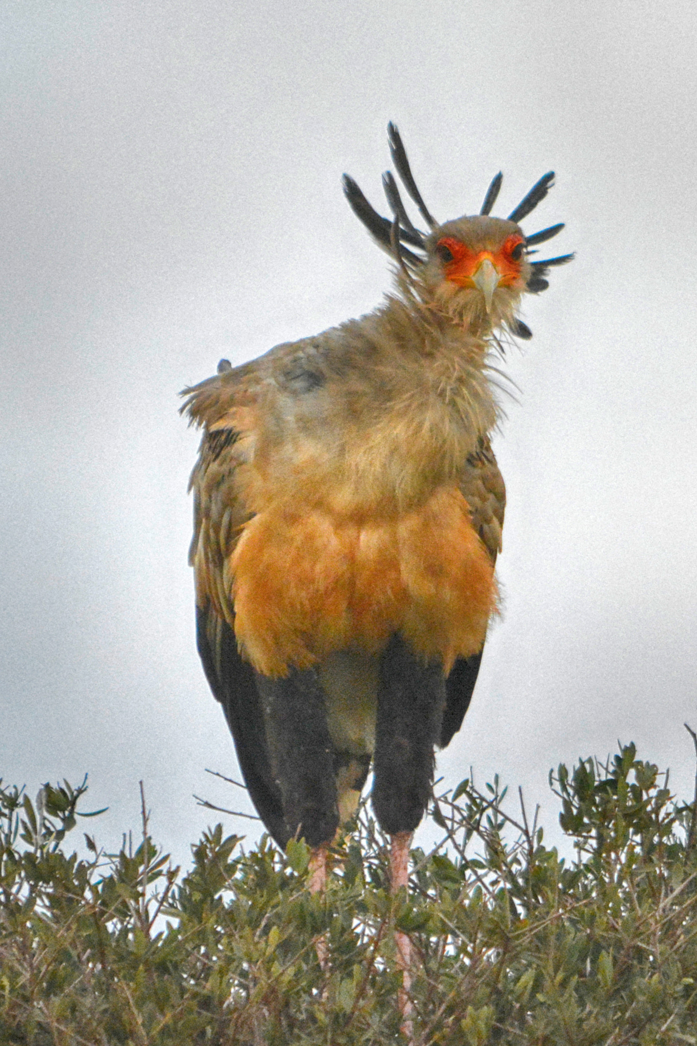 Nikon D5200 + Sigma 150-500mm F5-6.3 DG OS HSM sample photo. Secretary bird photography