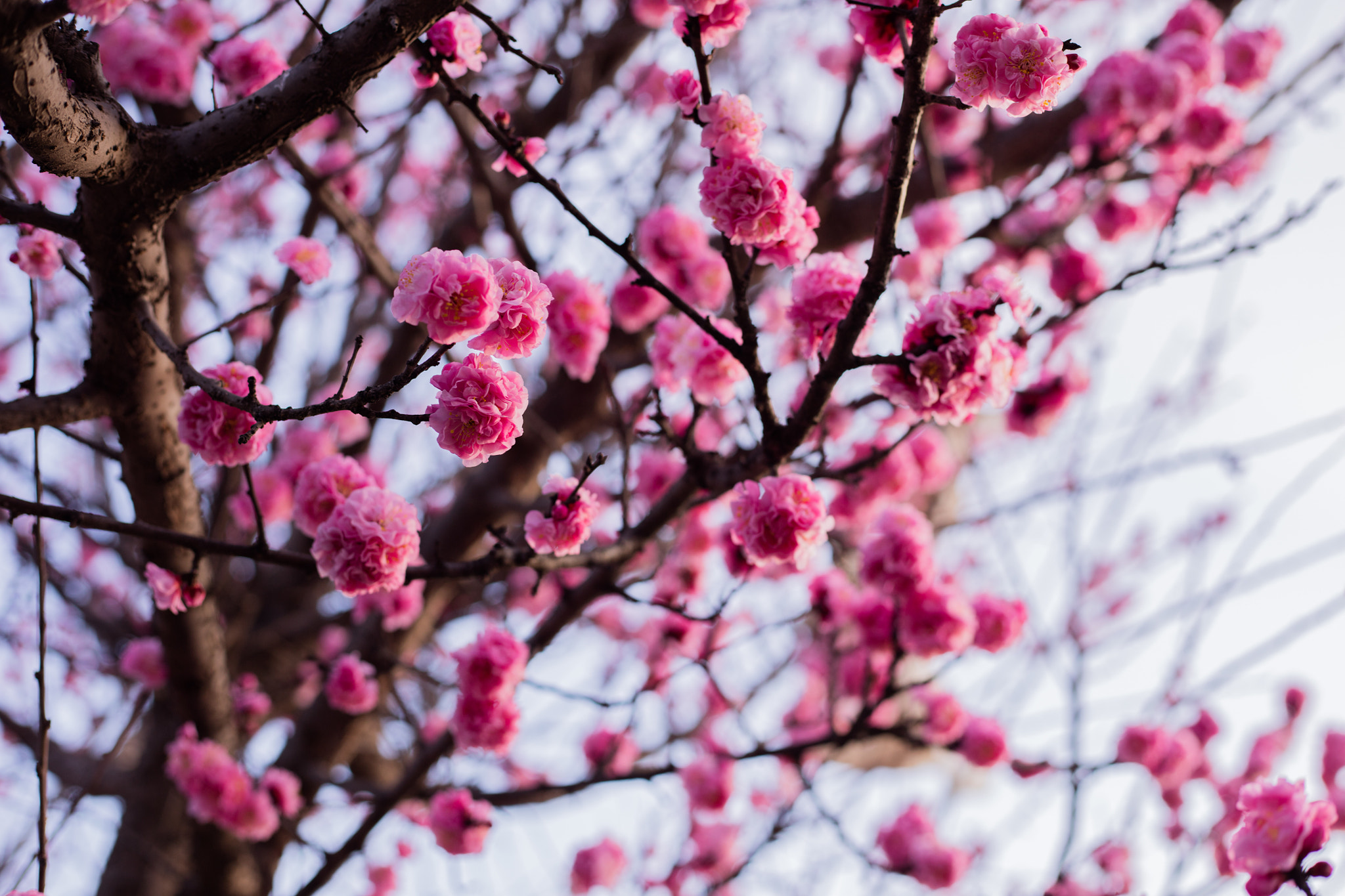 Canon EOS 5DS R sample photo. 9l0a7440-1.jpg photography