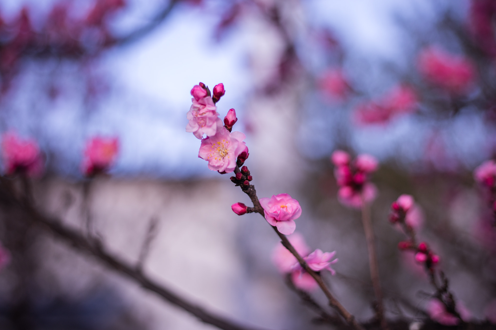 Canon EOS 5DS R + Canon EF 50mm F1.8 STM sample photo. 9l0a7441-1.jpg photography
