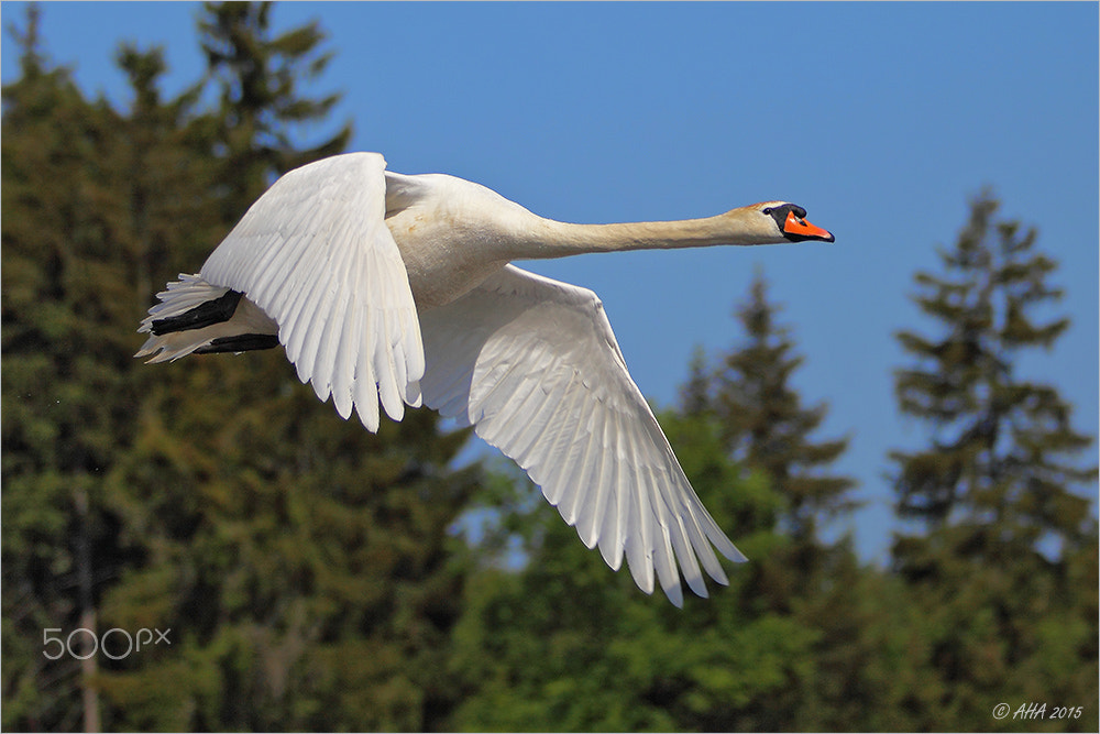 Canon EF 70-200mm F2.8L IS II USM sample photo. Swan airlines photography
