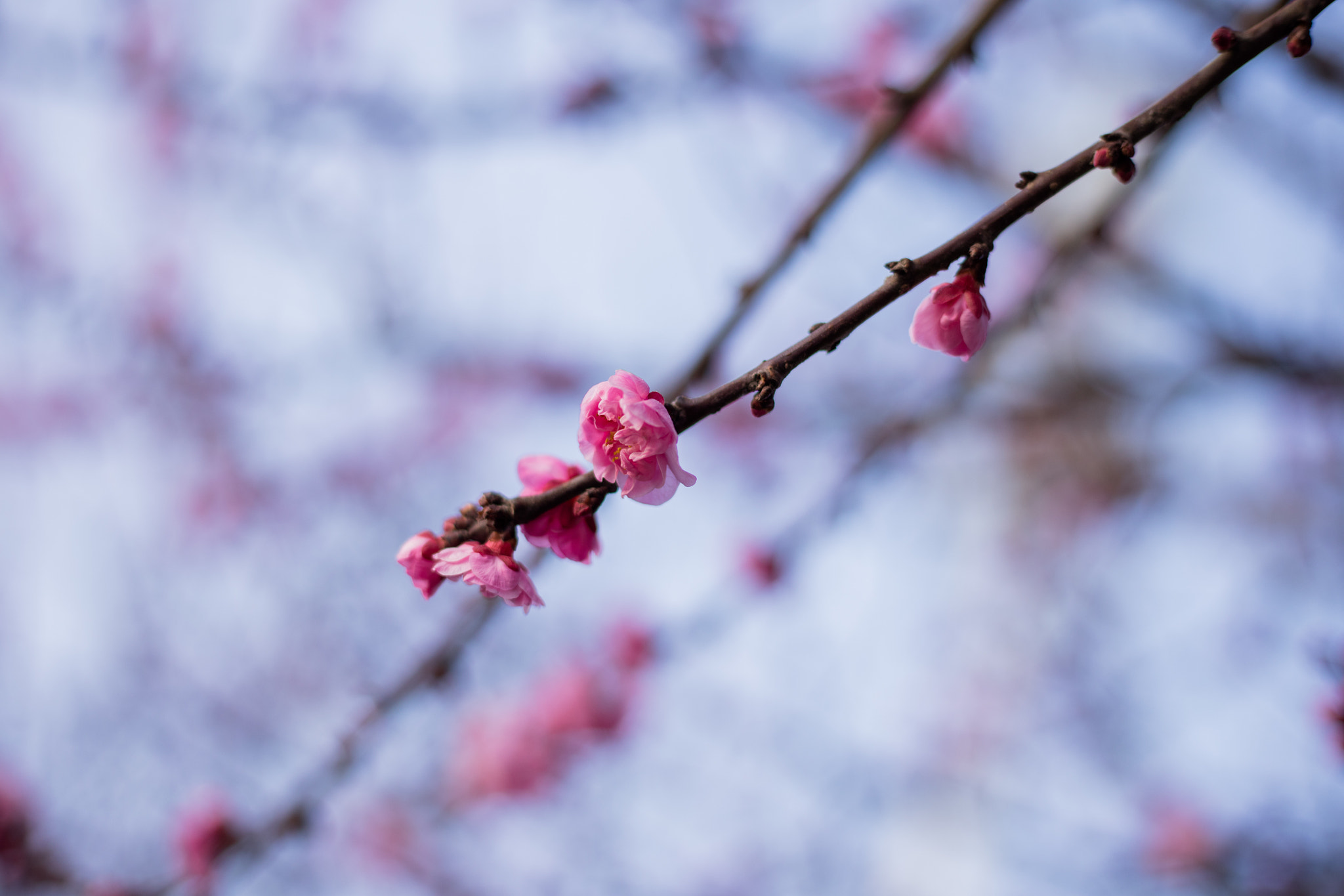Canon EOS 5DS R sample photo. 9l0a7443-1.jpg photography