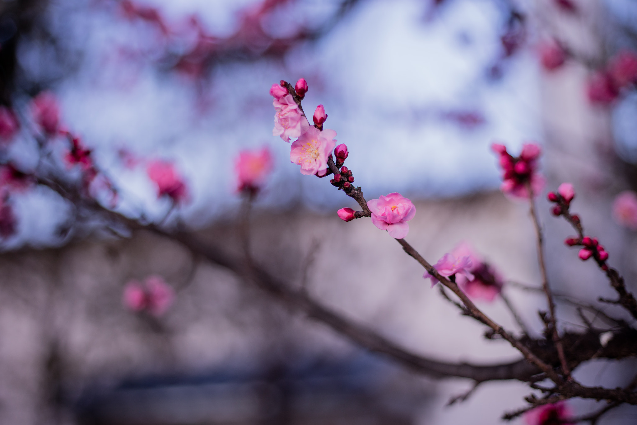 Canon EOS 5DS R + Canon EF 50mm F1.8 STM sample photo. 9l0a7457-1.jpg photography
