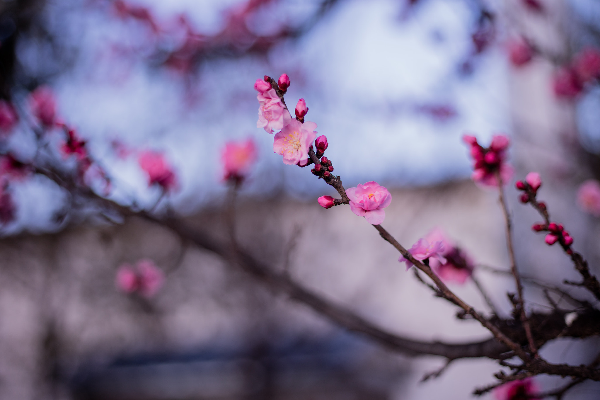 Canon EOS 5DS R sample photo. 9l0a7457-1.jpg photography