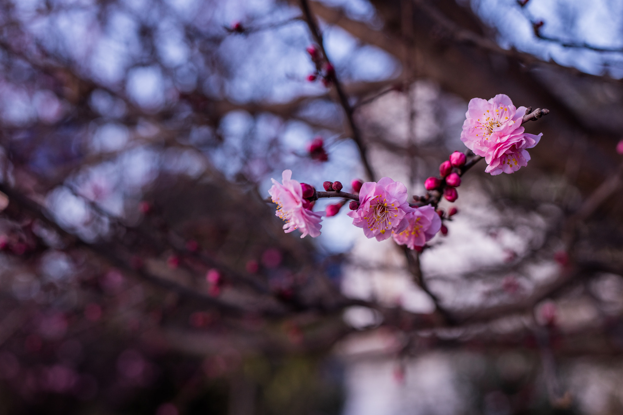 Canon EOS 5DS R + Canon EF 50mm F1.8 STM sample photo. 9l0a7472-1.jpg photography