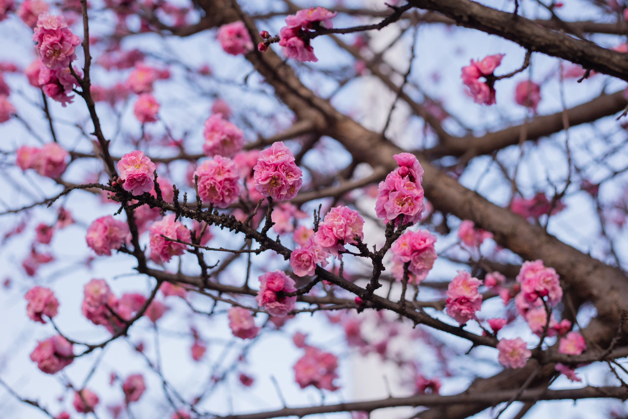 Canon EOS 5DS R sample photo. 9l0a7461-1.jpg photography