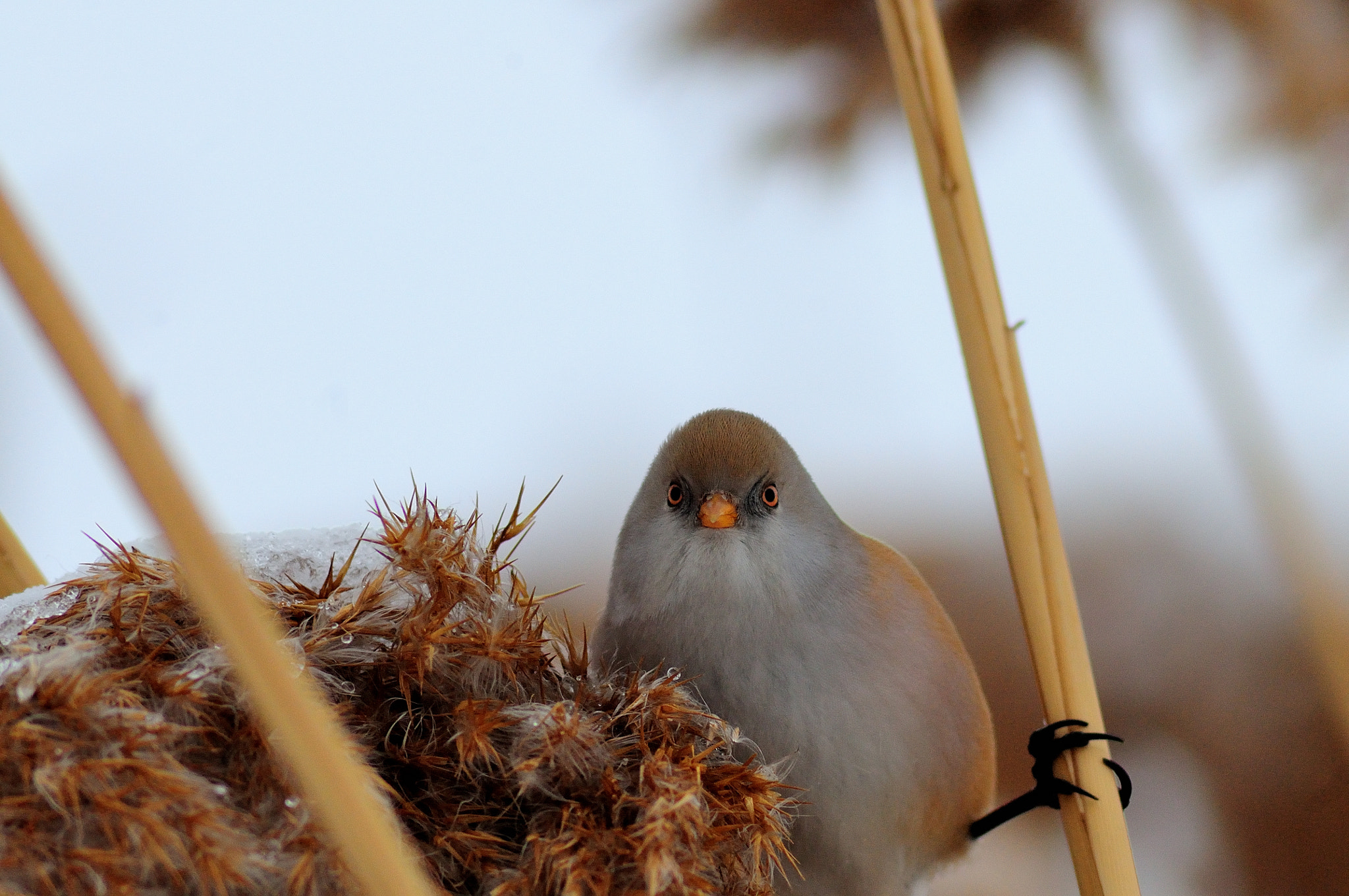 Tokina AT-X 400 AF SD (AF 400mm f/5.6) sample photo. Angry bird photography