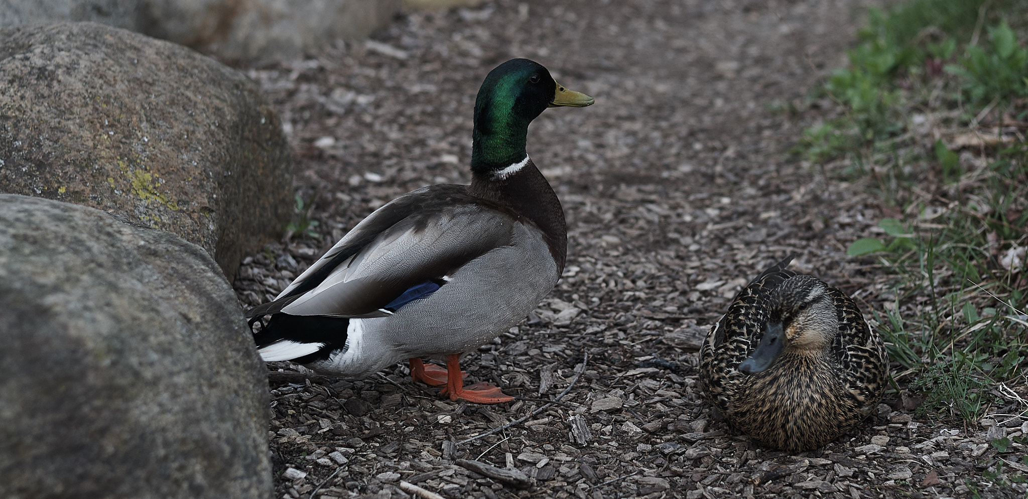 Nikon AF-S Nikkor 50mm F1.8G sample photo. Ducks photography