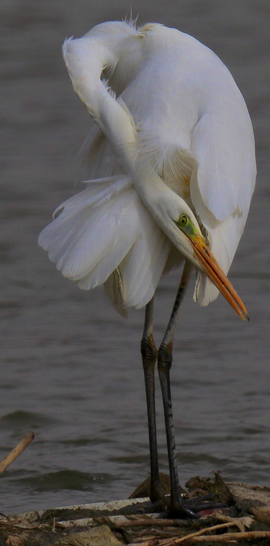 Canon EF 600mm F4L IS II USM sample photo