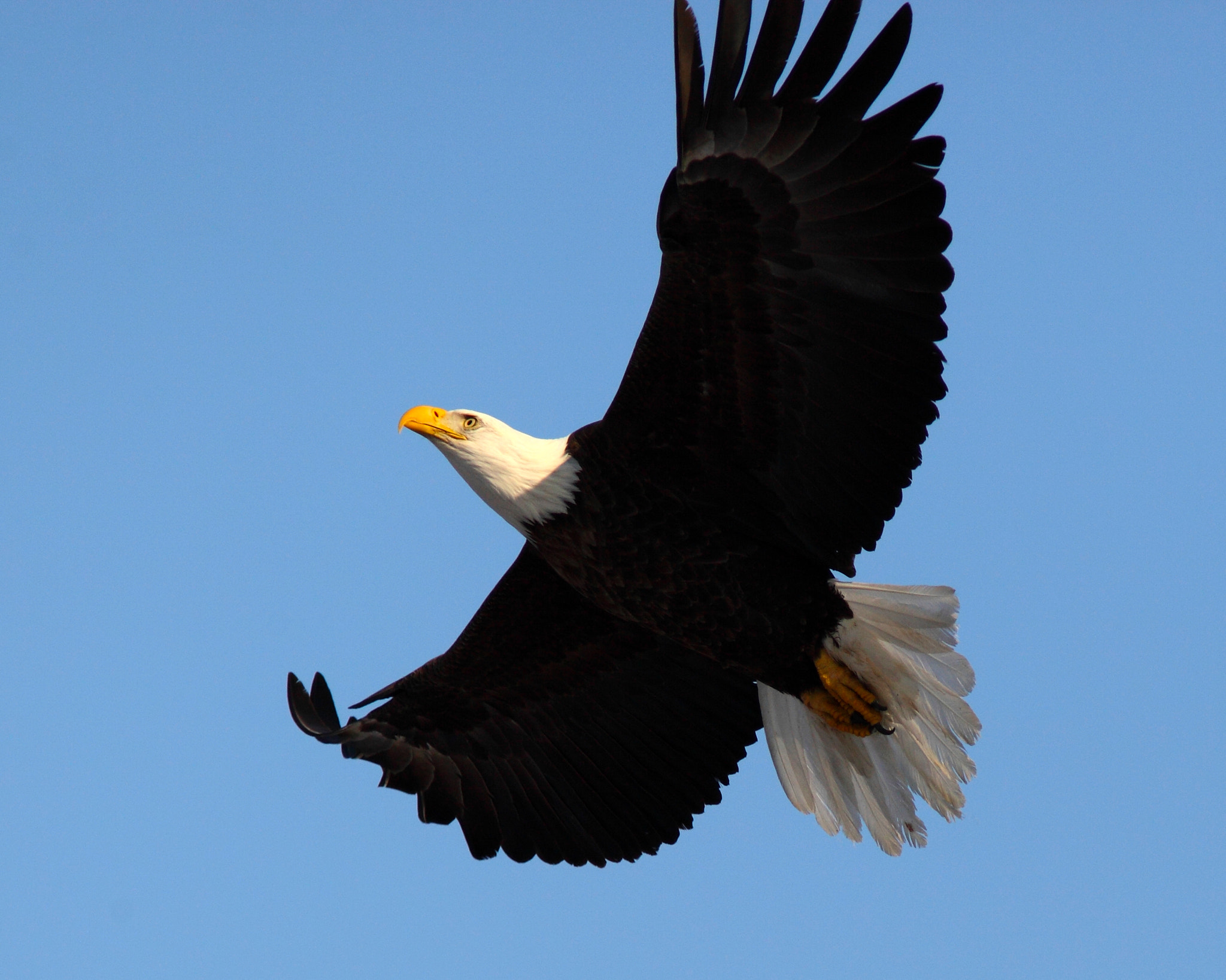 Canon EOS 5D Mark II + Canon EF 300mm f/4L + 1.4x sample photo. Bald eagle photography