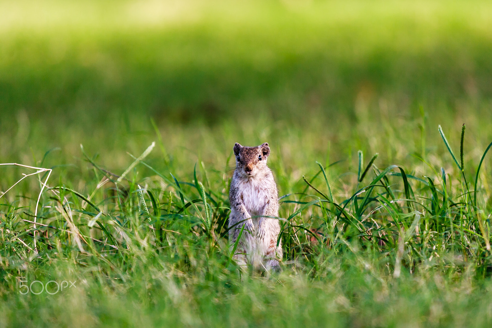 Canon EOS-1Ds Mark II sample photo. Chipmunk photography