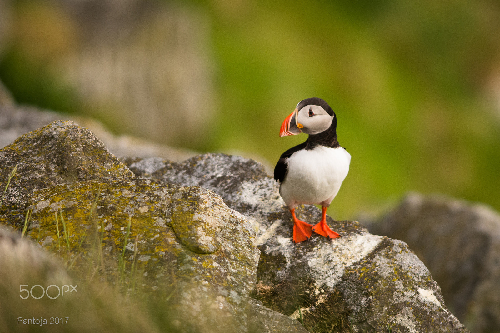 Nikon D7200 + Nikon AF-S Nikkor 300mm F4D ED-IF sample photo. Puffin photography