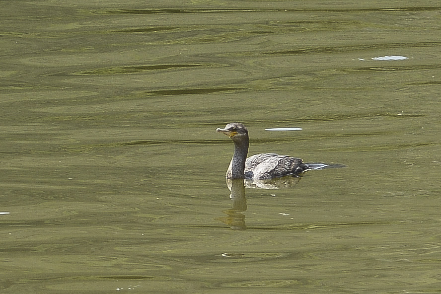 Nikon D7100 + Sigma 70mm F2.8 EX DG Macro sample photo. Relaxando no mar. photography