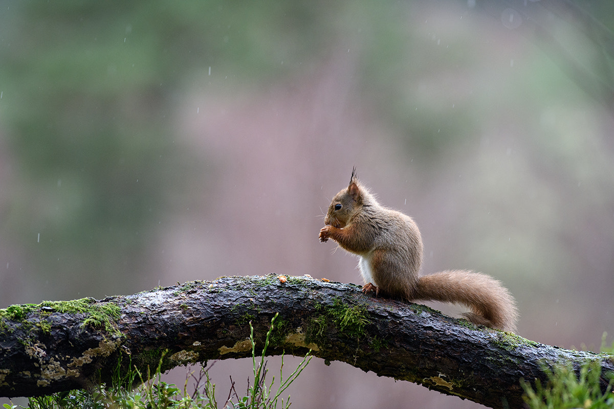 Nikon AF-S Nikkor 300mm F2.8G ED VR II sample photo. Red squirrel photography