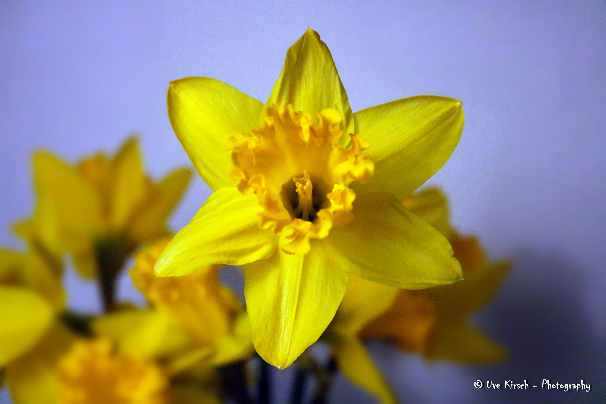 Canon EF-S 18-55mm F3.5-5.6 II sample photo. Daffodil photography