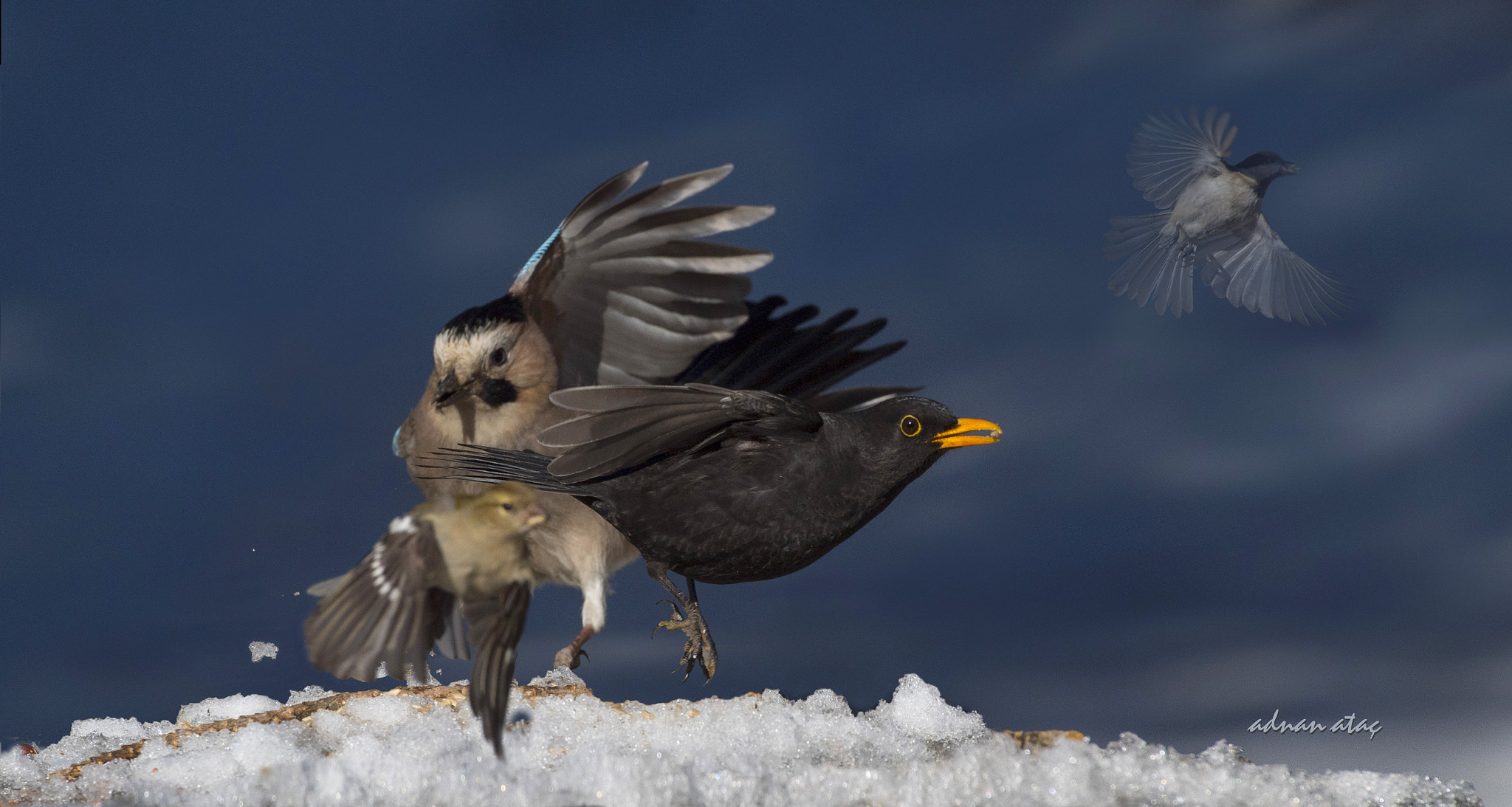 Nikon D5 sample photo. Karatavuk - common blackbird - turdus merula photography