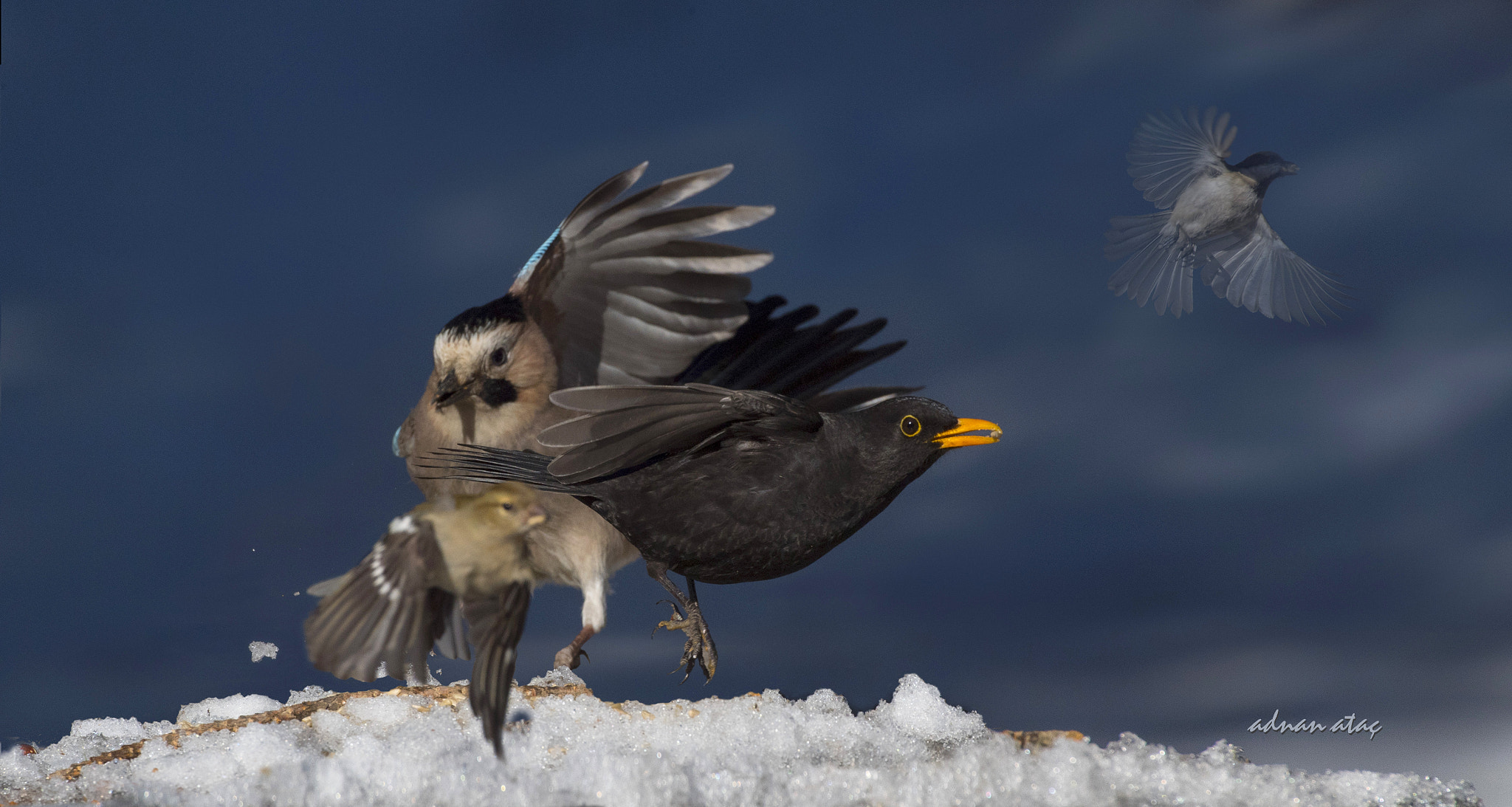Sigma 50-500mm F4.5-6.3 DG OS HSM sample photo. Karatavuk - common blackbird - turdus merula photography