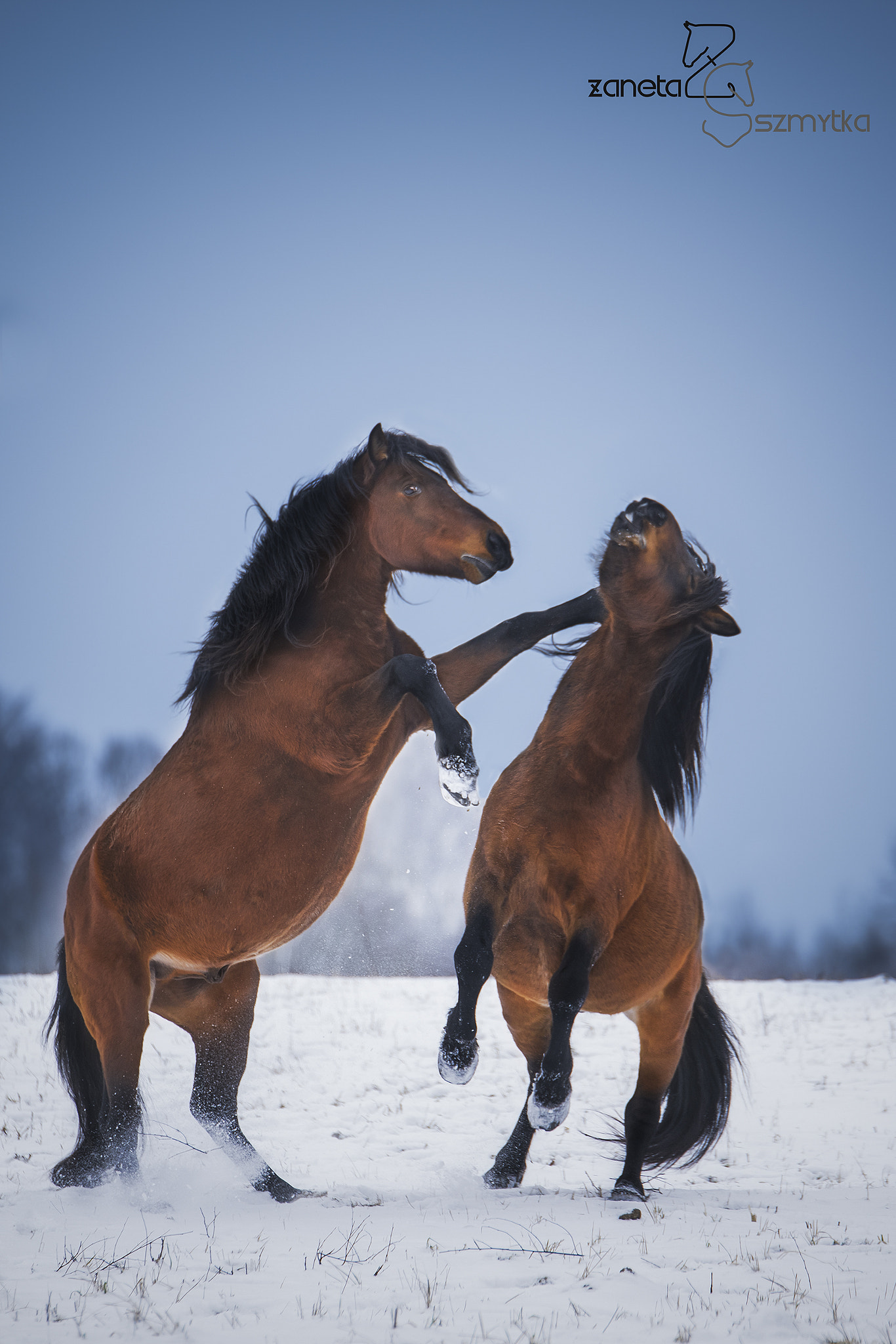 Tamron SP 70-200mm F2.8 Di VC USD sample photo. Wild mustangs photography
