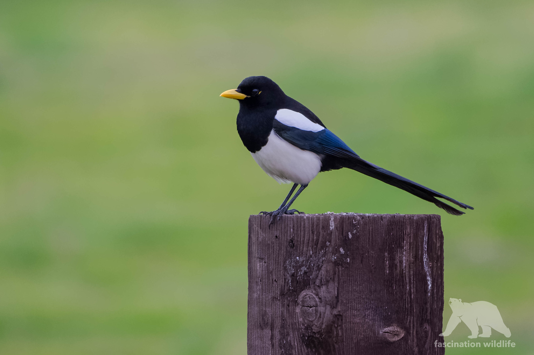 Nikon D4S + Sigma 150-600mm F5-6.3 DG OS HSM | S sample photo. Yellow-billed magpie photography