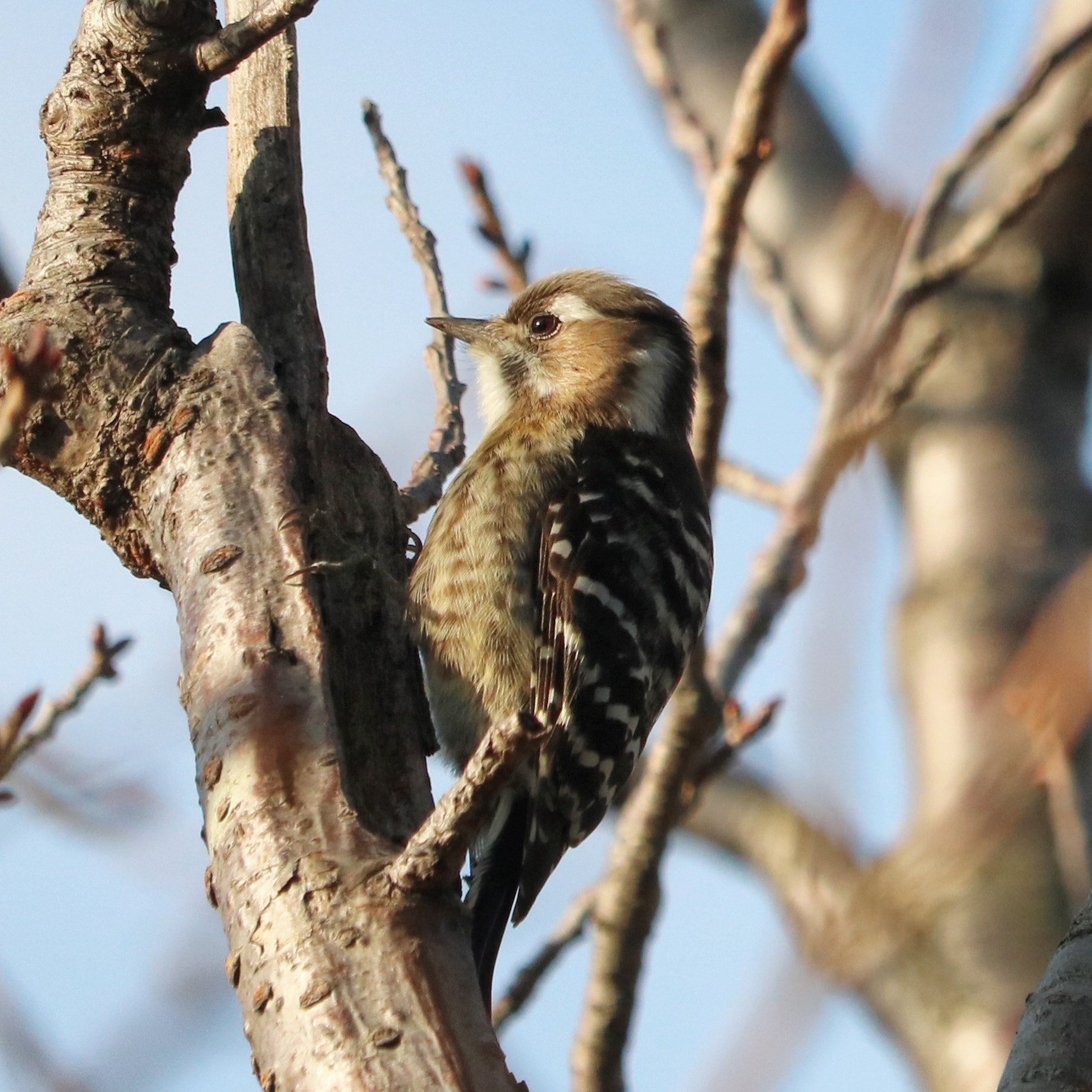 Canon EOS 750D (EOS Rebel T6i / EOS Kiss X8i) + Canon EF-S 55-250mm F4-5.6 IS STM sample photo. Japanese pygmy woodpecker photography