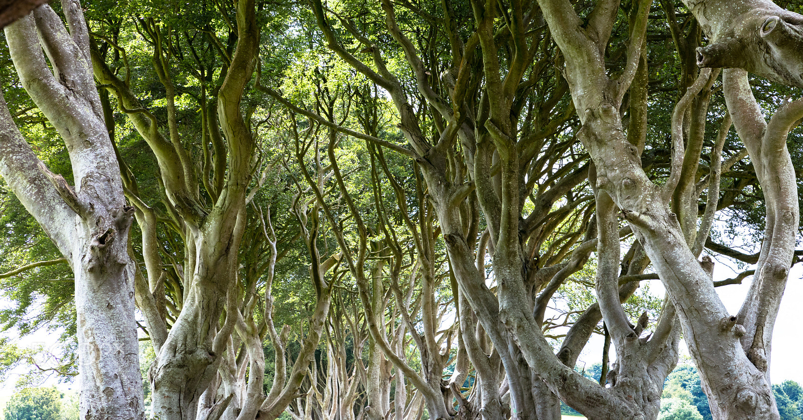Sigma 24-70mm F2.8 EX DG Macro sample photo. Magical forest, northern ireland photography