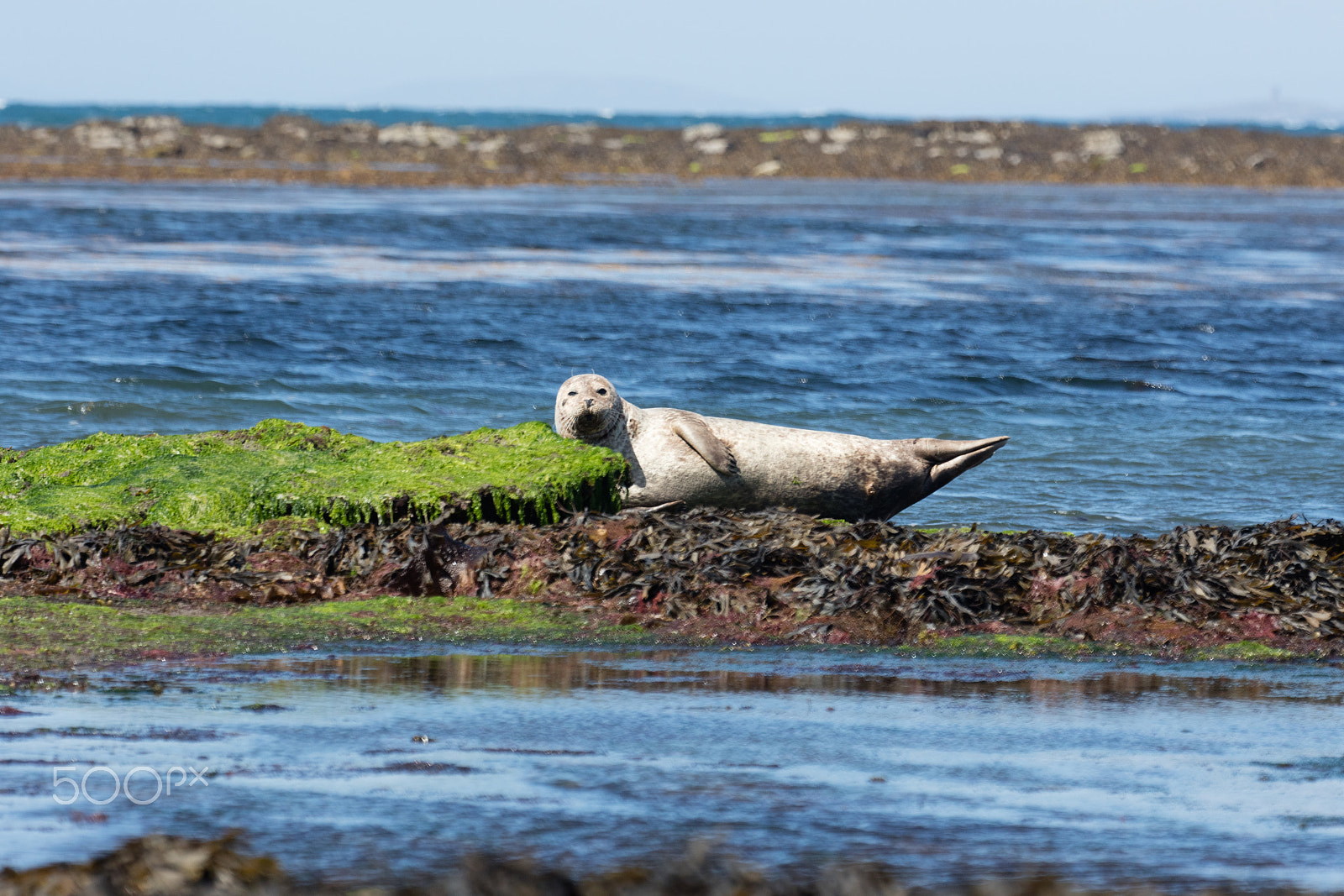 Sigma 150mm f/2.8 EX DG OS HSM APO Macro sample photo. Sea lion in ireland photography