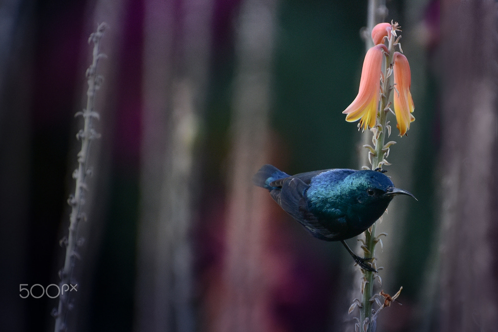 Nikon D810 sample photo. Bird... photography