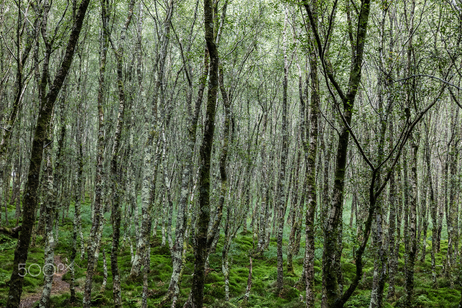 Canon EOS 5DS R + Sigma 24-70mm F2.8 EX DG Macro sample photo. Forest trees. , ireland photography
