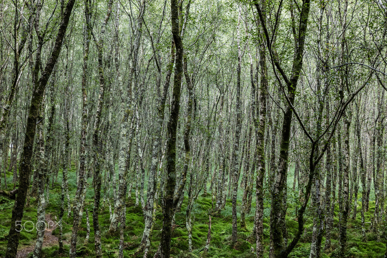 Sigma 24-70mm F2.8 EX DG Macro sample photo. Forest trees. , ireland photography