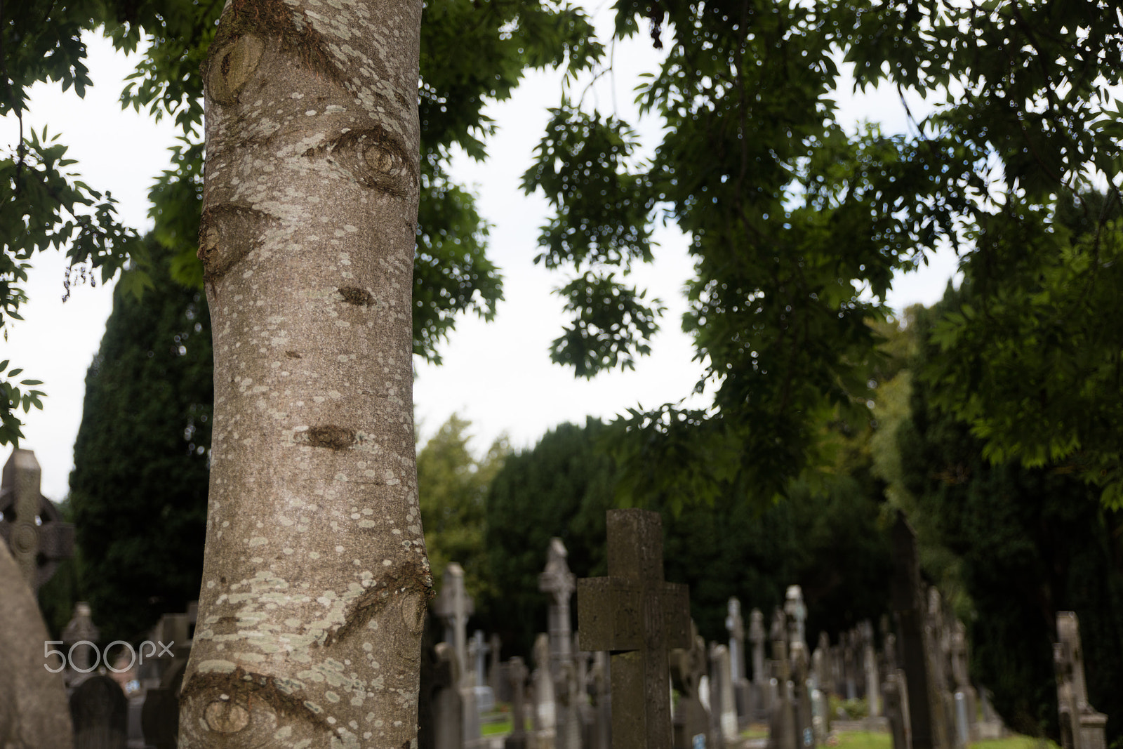 Sigma 24-70mm F2.8 EX DG Macro sample photo. Tree  in cemetery photography