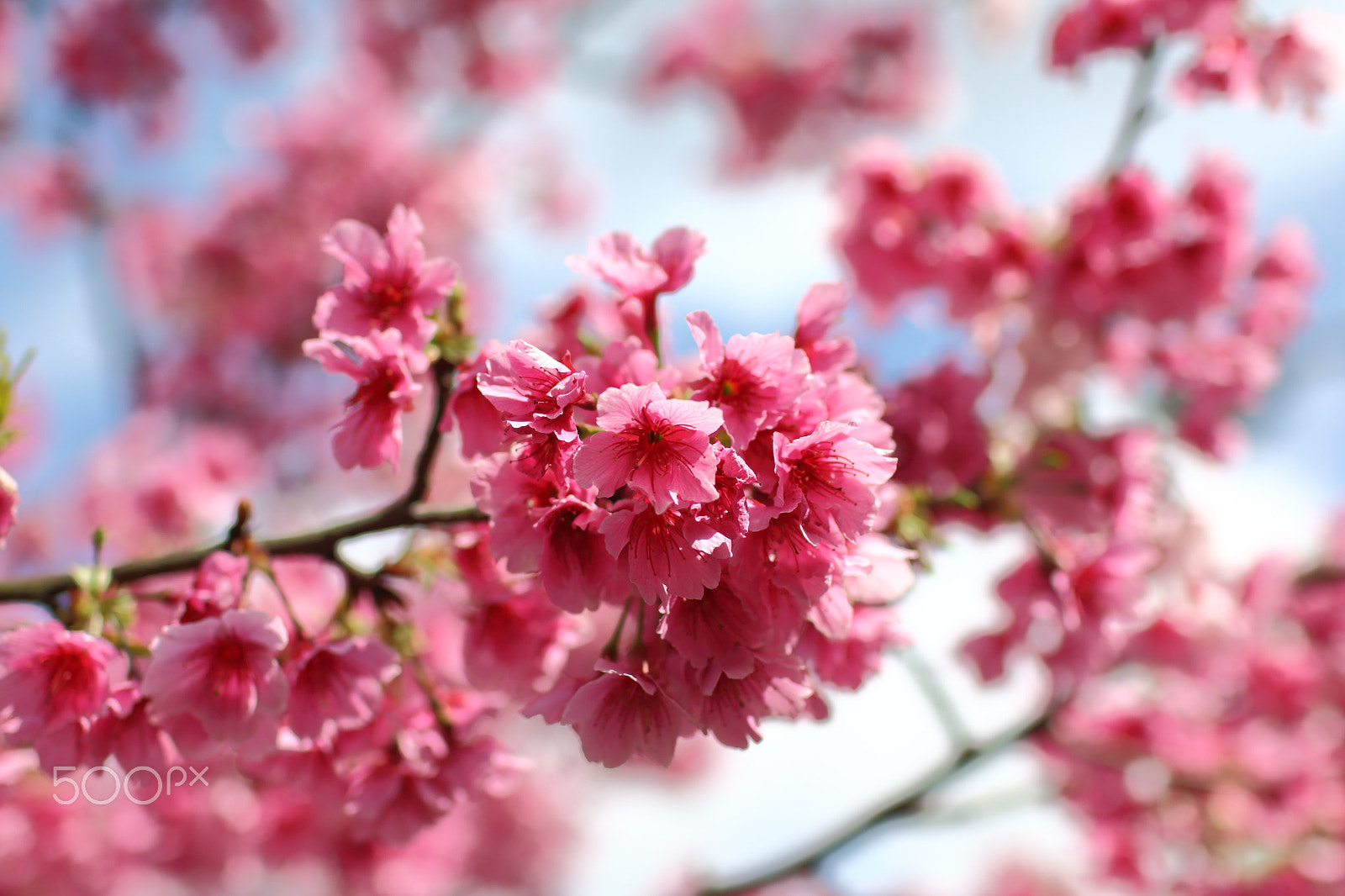 Canon EOS 70D + Canon EF 35mm F1.4L USM sample photo. Early spring photography