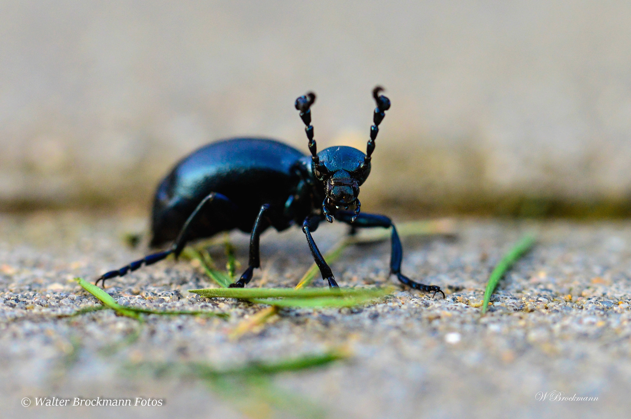Nikon D3200 sample photo. Käfer & insekten photography