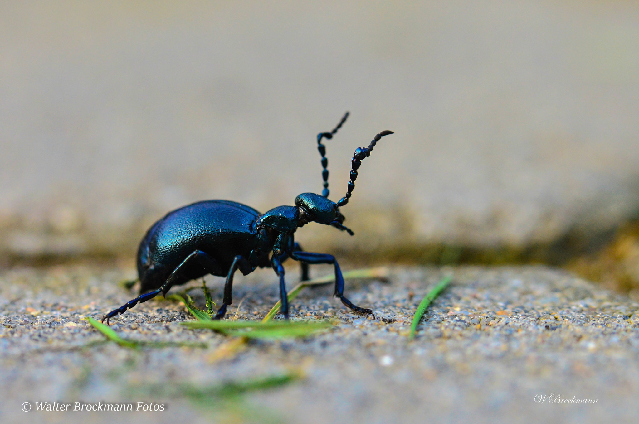 Nikon D3200 sample photo. Käfer & insekten photography