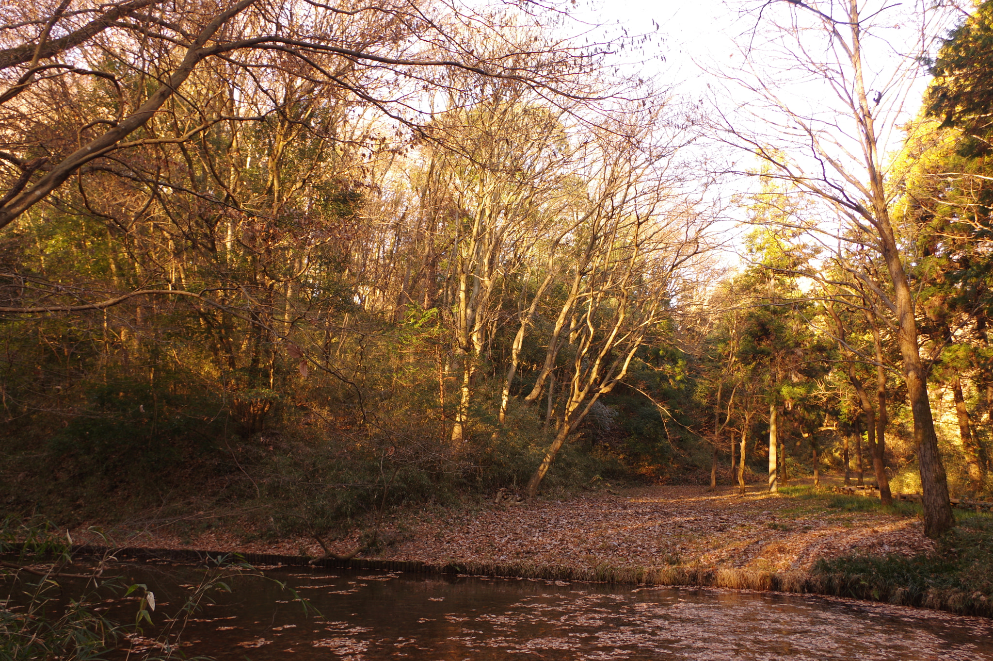 Pentax K-3 II sample photo. Morning light photography