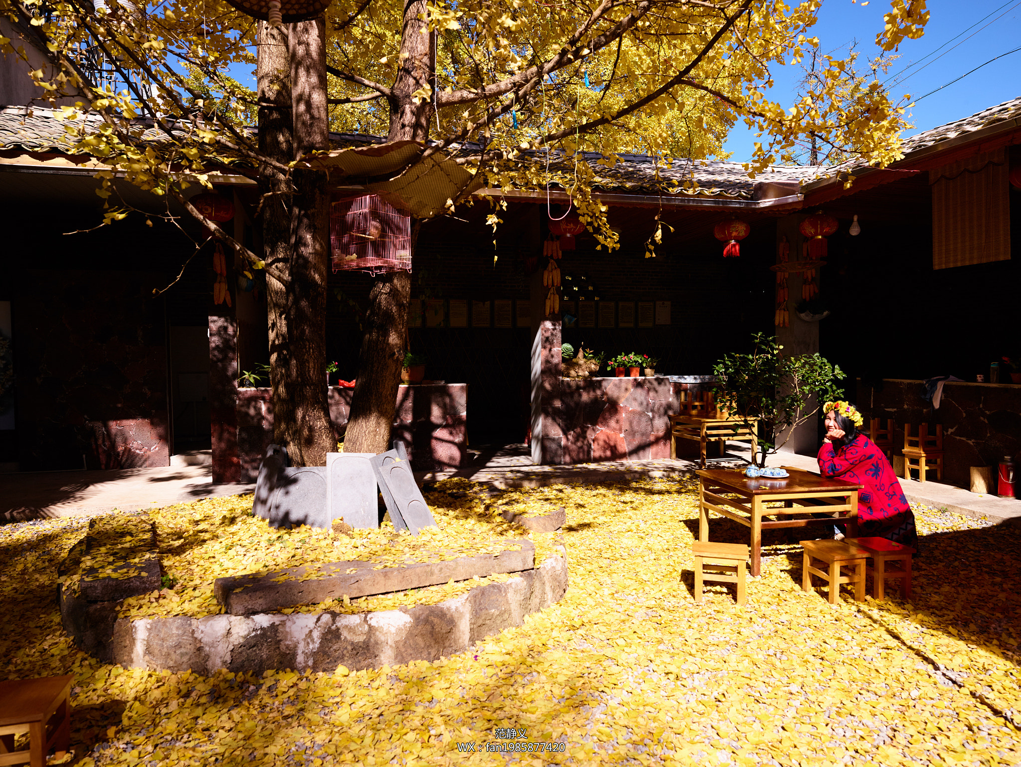 Phase One IQ3 80MP sample photo. Ginkgo village in yunnan province photography