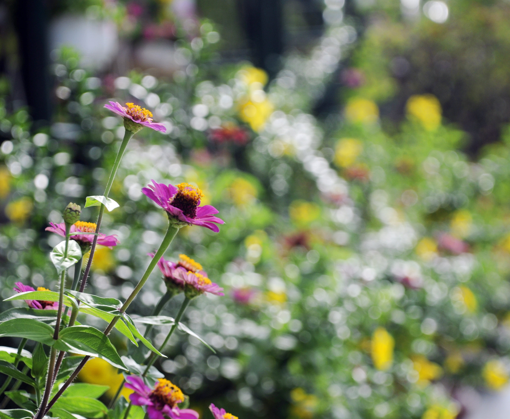 Nikon D5000 sample photo. Spring flower photography