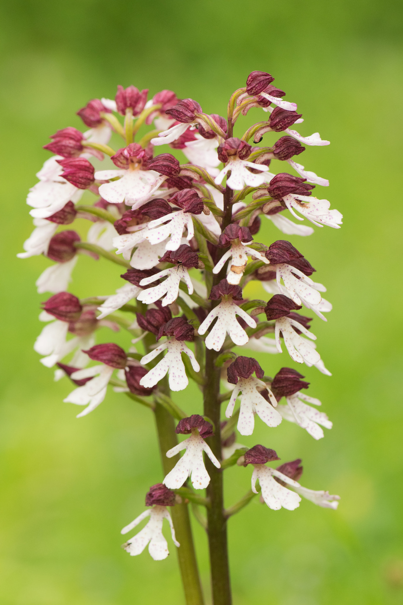 Nikon AF-S Micro-Nikkor 105mm F2.8G IF-ED VR sample photo. Lady orchid photography