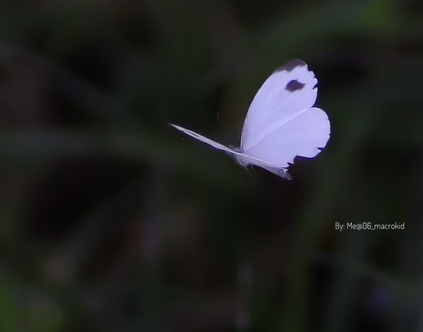 Canon EOS 100D (EOS Rebel SL1 / EOS Kiss X7) + Tamron SP AF 90mm F2.8 Di Macro sample photo. A lil butterfly fly photography