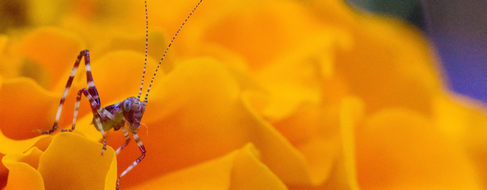 Canon EF 100mm F2.8 Macro USM sample photo. Ready for the jump photography