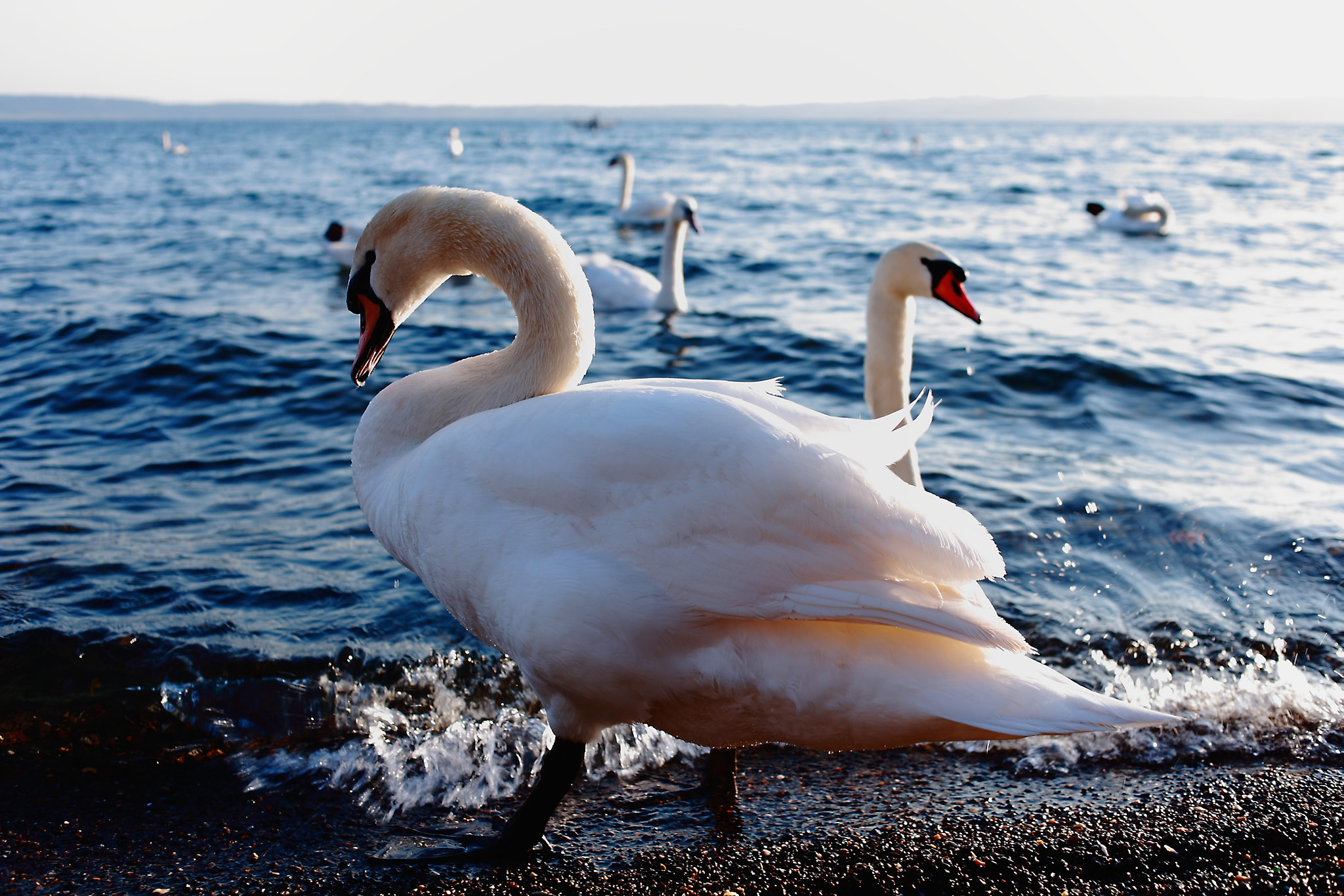 Canon EOS 5D + Canon EF 35mm F2 sample photo. Swans photography