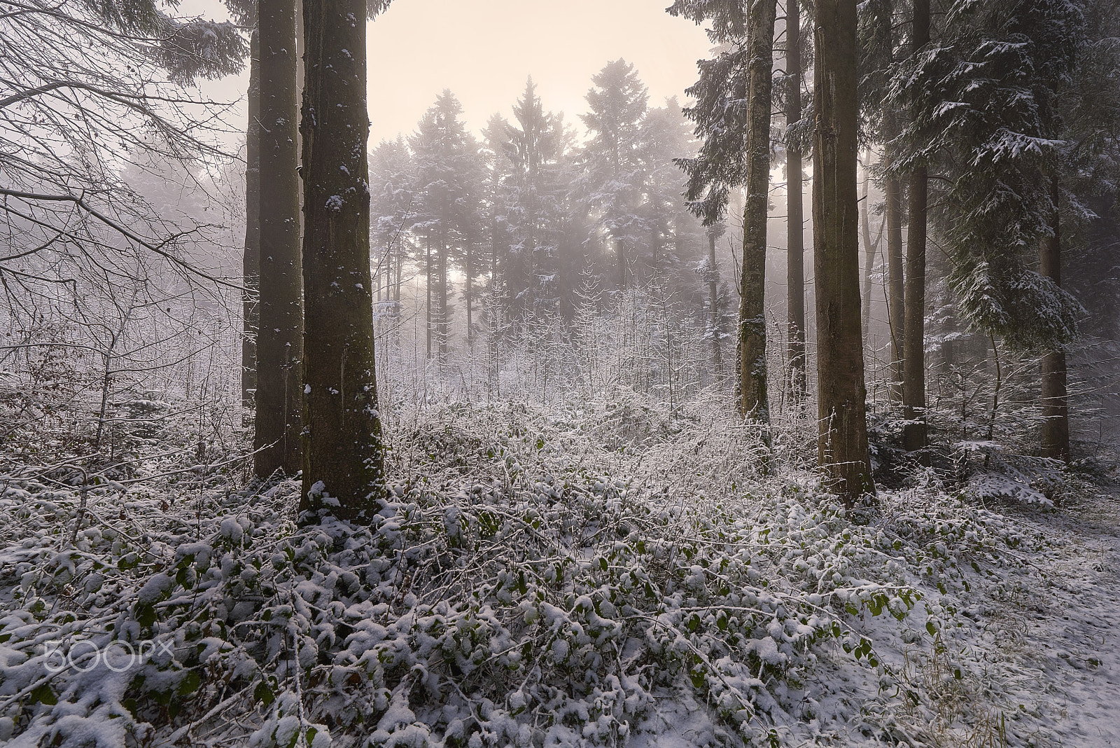 Nikon AF-S Nikkor 14-24mm F2.8G ED sample photo. Winterwald photography