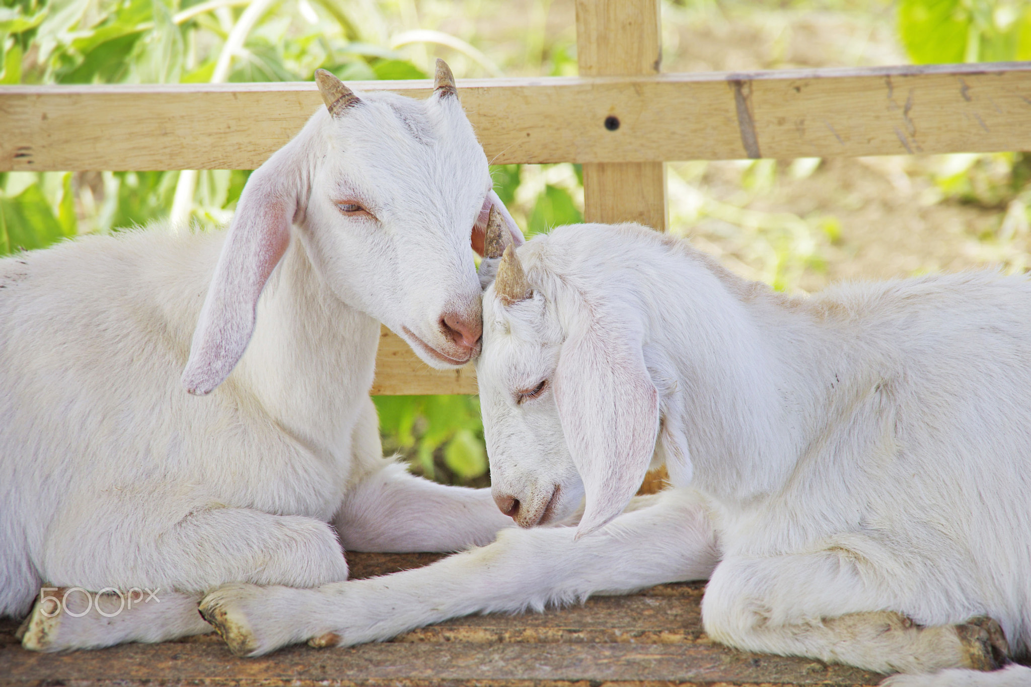 Pure Love