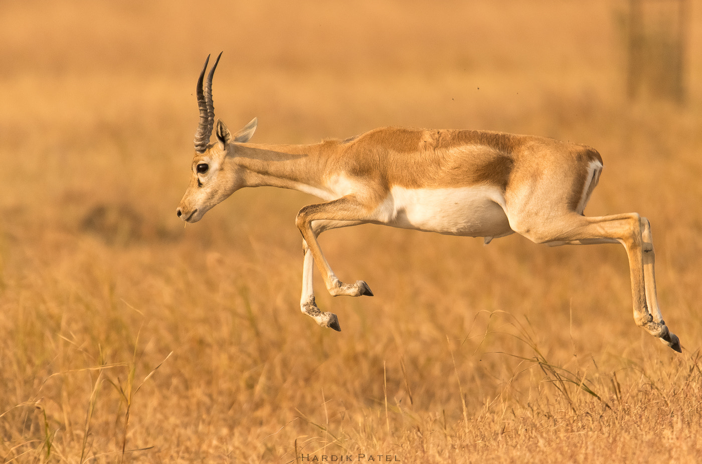 Nikon D5 sample photo. The jump.. photography