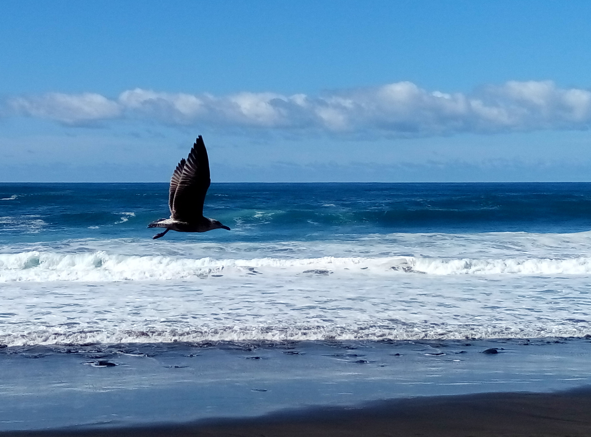 Meizu m2 sample photo. Seagull photography