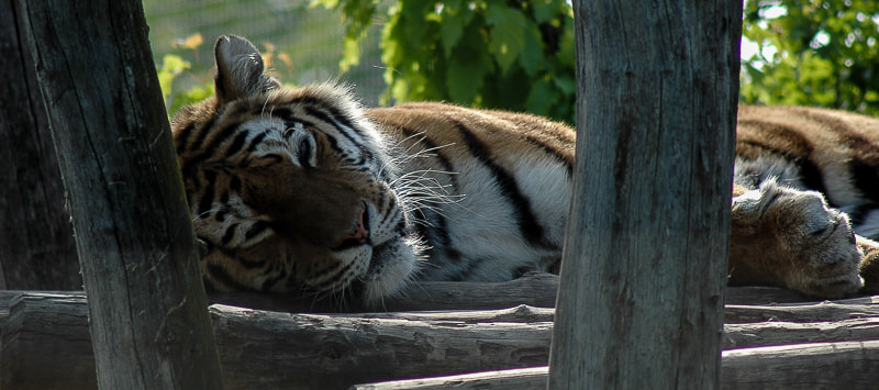Nikon D70 sample photo. Tiger photography