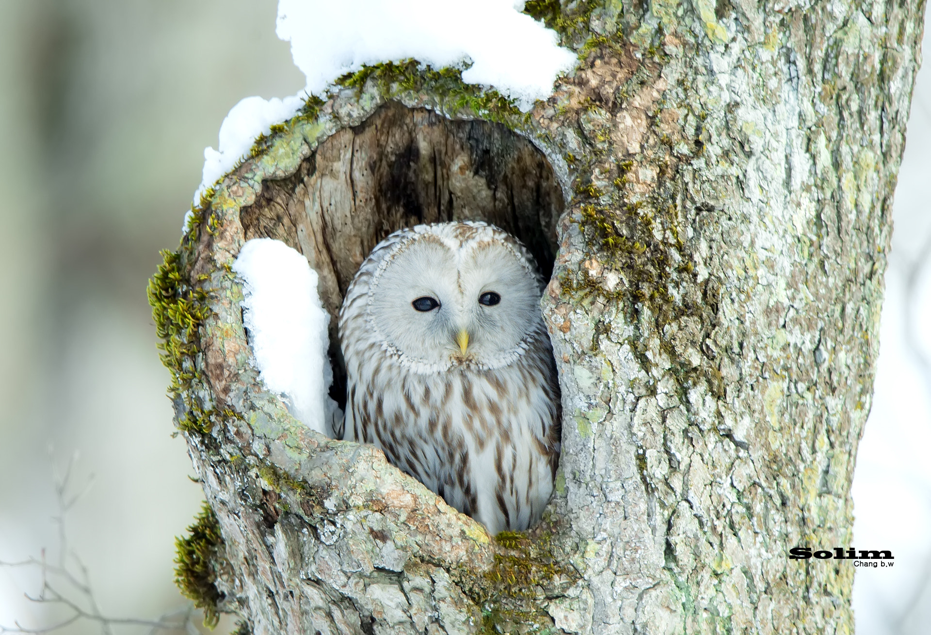 Canon EF 600mm F4L IS II USM sample photo. Ural owl~~~ photography