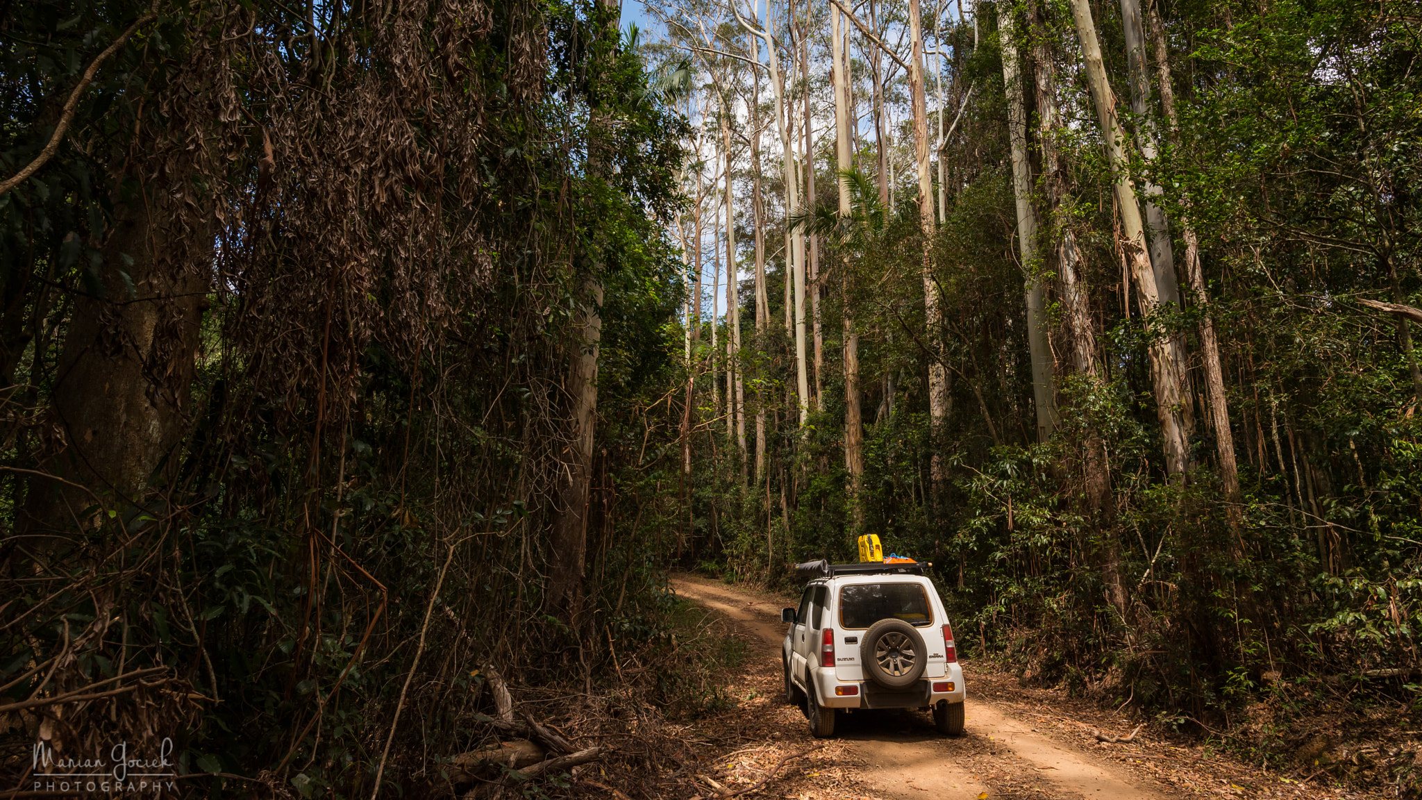 Nikon D610 + Nikon AF-S Nikkor 20mm F1.8G ED sample photo. Imbil rain forest photography